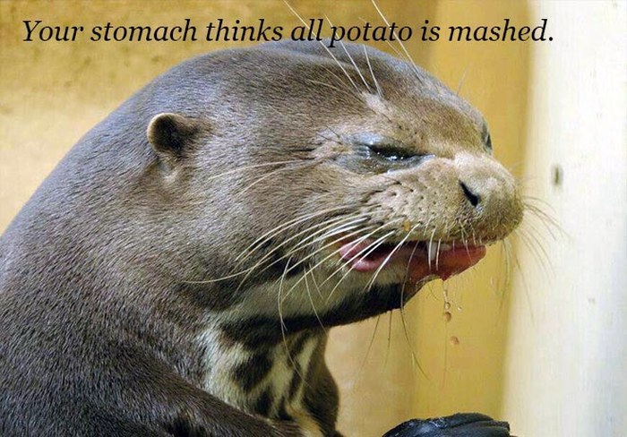 Funny Quotes Over Pictures Of Drooling Animals