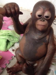 Baby Orangutan Gets Another Shot At Life