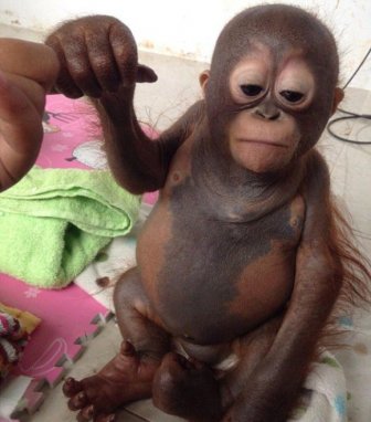 Baby Orangutan Gets Another Shot At Life