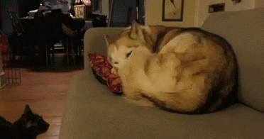 Daily GIFs Mix, part 634