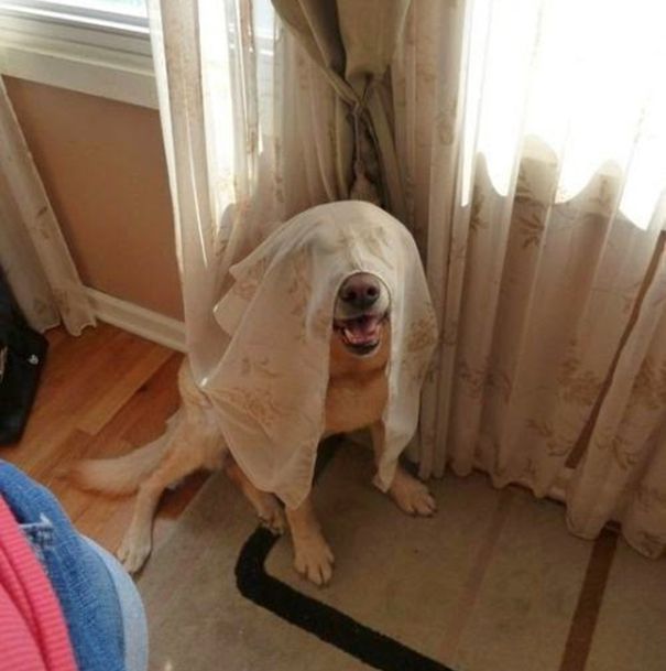 These Dogs Are Terrible At Hide And Seek
