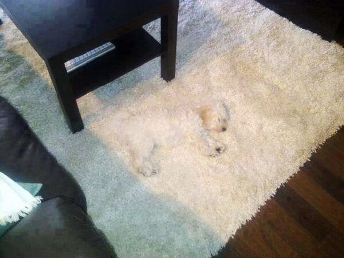 These Dogs Are Terrible At Hide And Seek