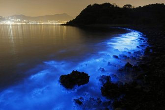 Bioluminescent Plankton On The Shores Of Hong Kong