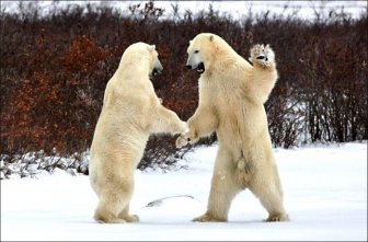 A Series Of Photogenic Polar Bears