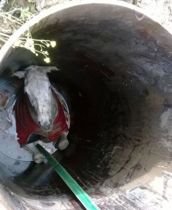 Stuck Horse Gets Rescued From A Well