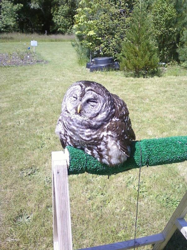 It Looks Like This Owl Melted In Direct Sunlight