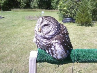 It Looks Like This Owl Melted In Direct Sunlight