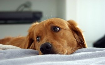 Daisy The Cancer Detection Dog Has Saved Over 550 Lives