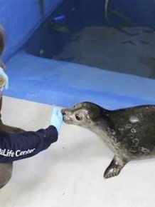 Everyone Is Falling In Love With This Blind Baby Seal