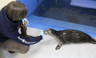 Everyone Is Falling In Love With This Blind Baby Seal