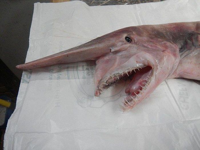 This Extremely Rare Shark Is Considered A Living Dinosaur
