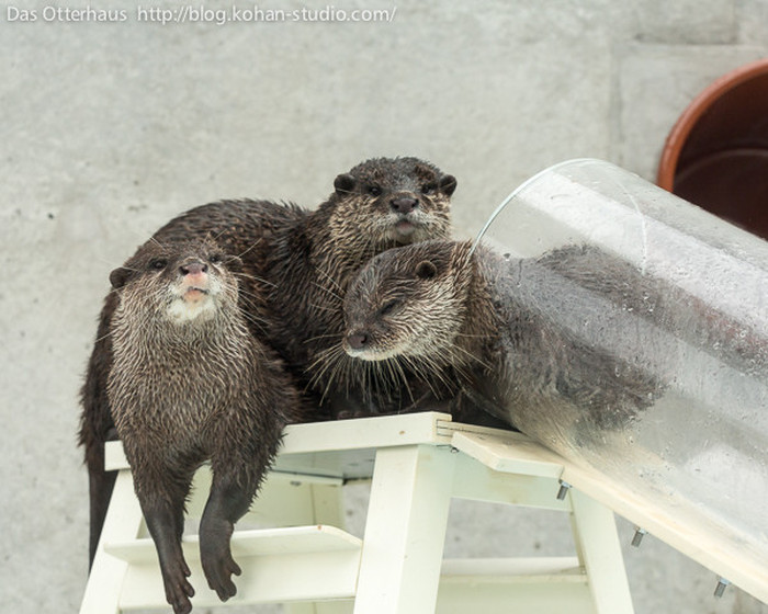 Japanese Zoo Creates Adorable Otter Exhibit