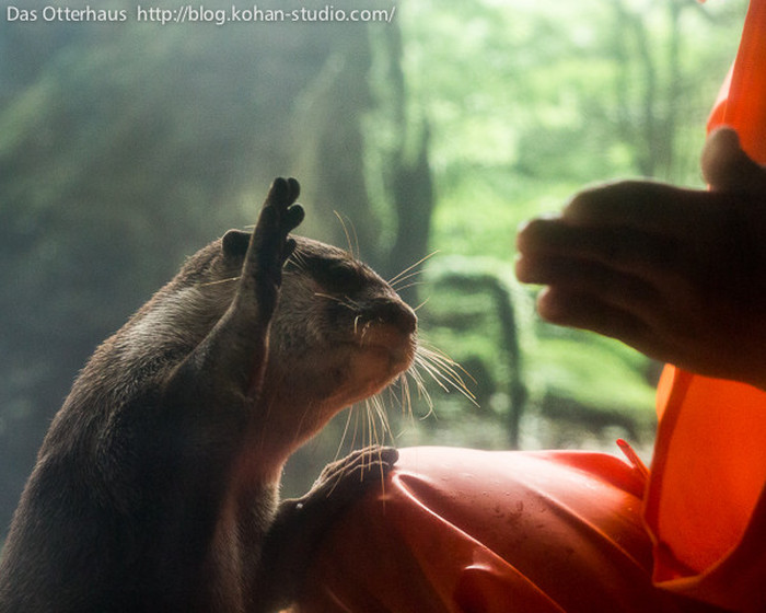 Japanese Zoo Creates Adorable Otter Exhibit
