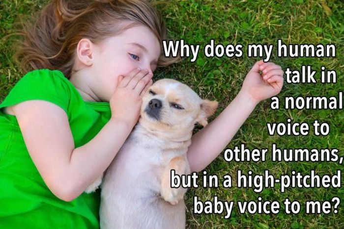 The Truth About What Your Dog Is Thinking