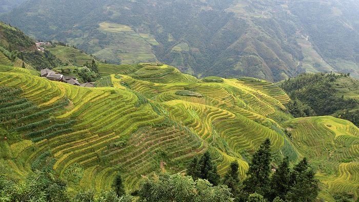 The Amazing Longsheng Rice Terraces 