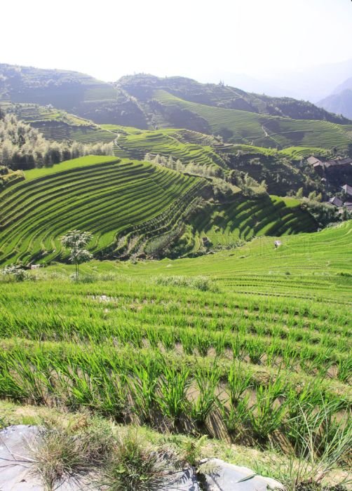 The Amazing Longsheng Rice Terraces 