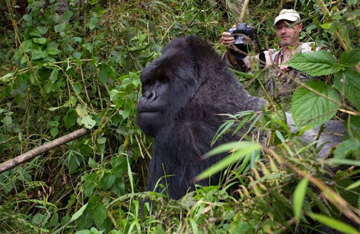 See The Exact Moment A Gorilla Punched This Photographer