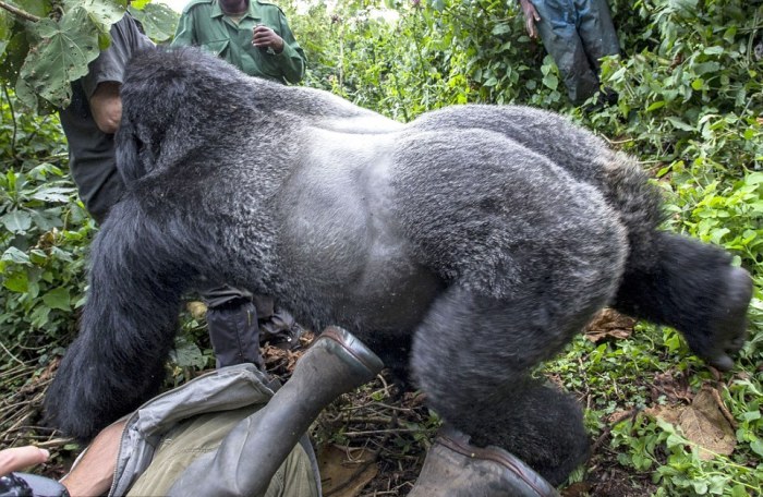 See The Exact Moment A Gorilla Punched This Photographer
