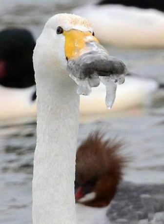 What Do You Do With A Frozen Beak?