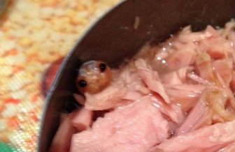 Woman Finds Something Very Disturbing In Her Can Of Tuna