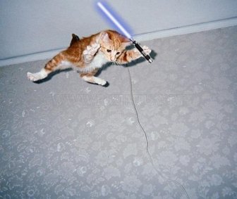 When Animals Go Star Wars On Each Other 