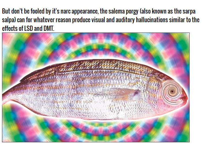 If You Accidentally Eat This Fish It Could Cause You To Hallucinate