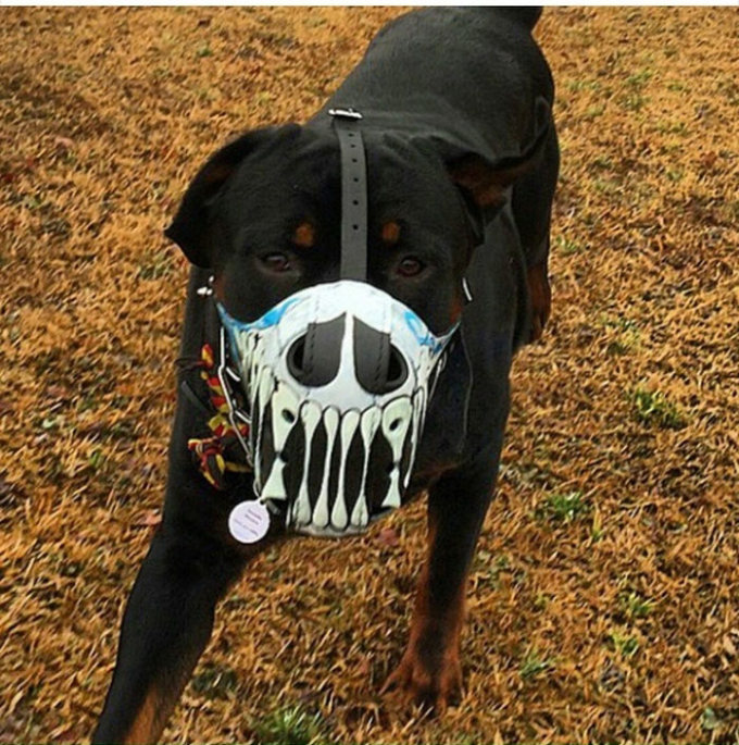 The Most Intimidating Muzzles You Can Buy For Your Dog