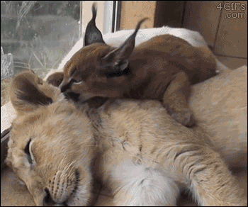 Daily GIFs Mix, part 648