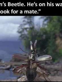 The Beetle Looks For A Mate, A Nature Story