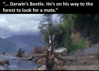 The Beetle Looks For A Mate, A Nature Story
