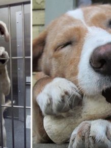 Shelter Animals Before And After They Were Adopted