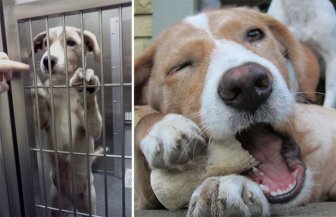 Shelter Animals Before And After They Were Adopted