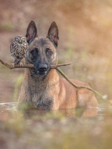 Somehow This Dog And Owl Became Best Friends