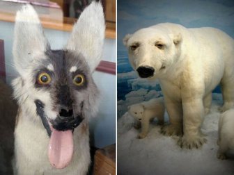 What It Looks Like When Taxidermy Goes Horribly Wrong