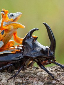 Frog Riding A Beetle