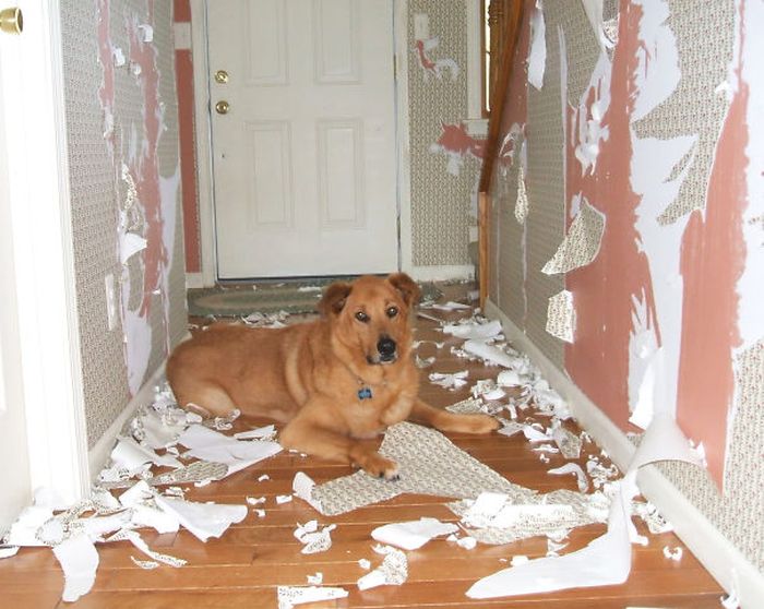 Proof That Dogs Can Be Total Jerks Sometimes