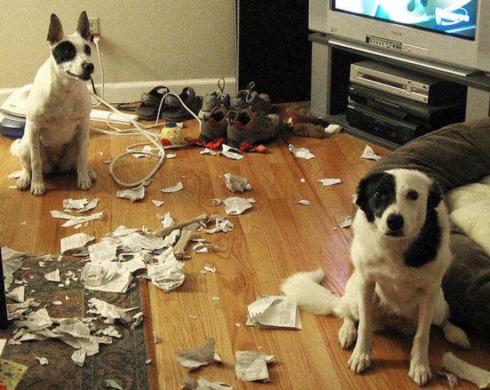 Proof That Dogs Can Be Total Jerks Sometimes