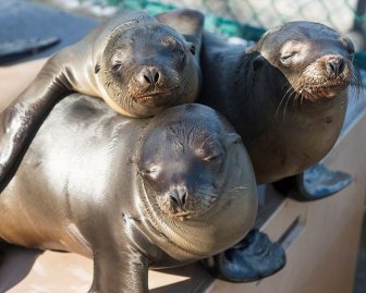 No One Knows What's Causing These Sea Lion Pups To Get Sick