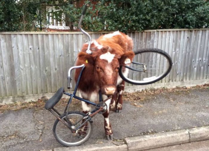This Cow Has No Idea How That Bike Got There