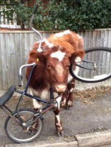This Cow Has No Idea How That Bike Got There