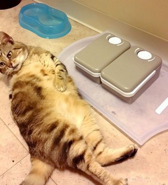 Fat Cat Gets Put On A Diet