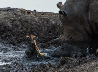 This Massive Rhino Saved A Zebra That Was Stuck In The Mud