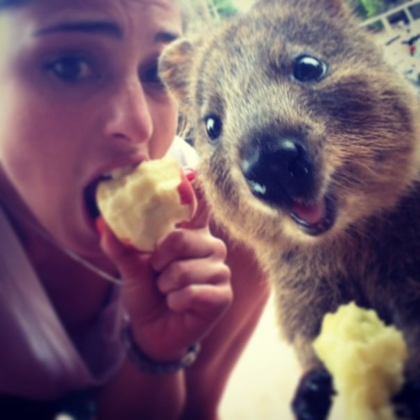 Taking Selfies With Quokkas Is The Cutest Trend In Australia Right Now