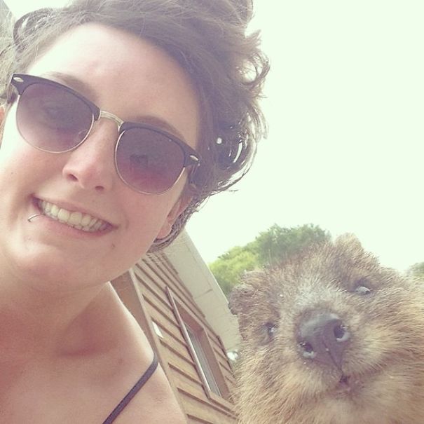 Taking Selfies With Quokkas Is The Cutest Trend In Australia Right Now