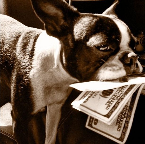 The Rich Dogs Of Instagram Are Straight Up Ballin