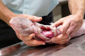 Getting Up Close And Personal With A Goblin Shark