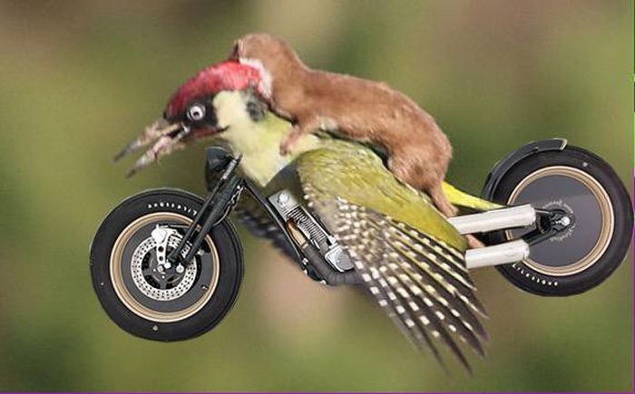 Baby Weasel Hitches A Ride On A WoodpeckerвЂ™s Back