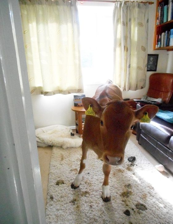 Pet Cows Break Into The House And Drop A Bomb