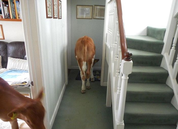 Pet Cows Break Into The House And Drop A Bomb