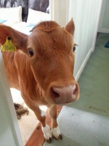 Pet Cows Break Into The House And Drop A Bomb